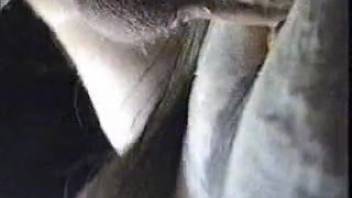Steamy bestiality close-up featuring a dude pounding a horse hard