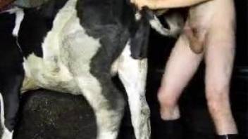 Naked lad fucks cow in the ass and pussy while on cam