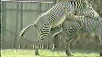 Fucking zebras has become this dude's latest fetish