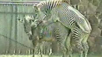 Zebras fucking are the new kink for this guy