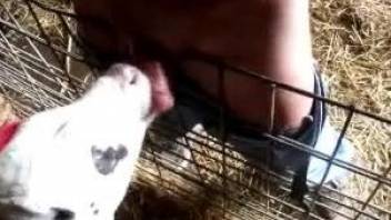 Nude guy shares the moment a veal comes and starts licking his dick