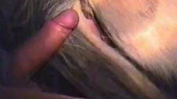 Horny dude pussy fucks horny horse in brutal manners