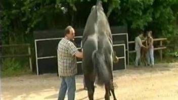 Kinky horse breeding caught on cam by the owners