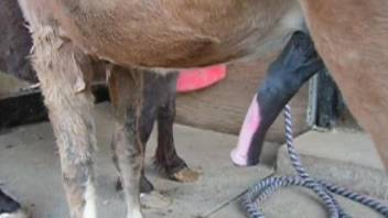 Man plays with the horse's cock in naughty jerk off kinks