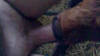Veal licks man's cock and causes him to reach a huge orgasm
