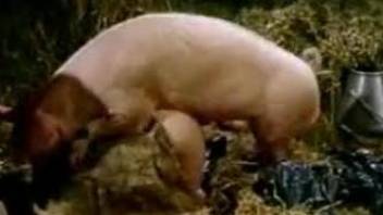 Vintage animal porn scenes with a pig fucking two women