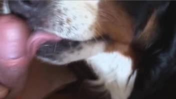 Dog licks owner's penis in home zoophilia POV scenes