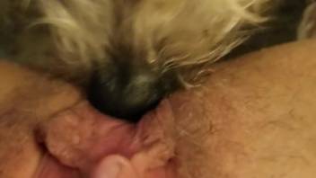 Mature woman stimulates clitoris and vagina in extreme close-up with bestiality kink