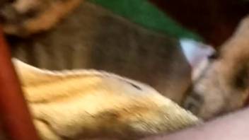 Guy allows this beast to tongue his butthole on camera