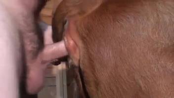 Steamy equine vagina being pounded by a veiny-shafted guy