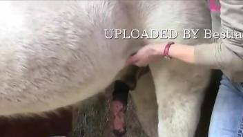 Dude jerking an animal's amazing cock in front of the cam