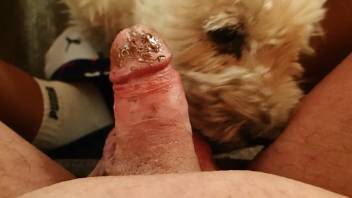 Dude's cock getting thoroughly licked by a puppy