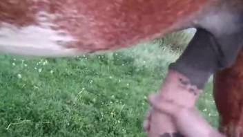 Dude jerking a stallion's meaty dick in an outdoor vid