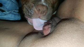 Shaved pussy zoophile enjoying facesitting with a dog