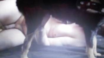Dude's slutty lips are set to satisfy a canine's dick