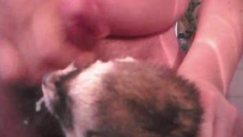 Ferret takes a huge facial after lots of licking