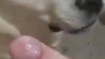 Playful dog licking all over this guy's hot penis