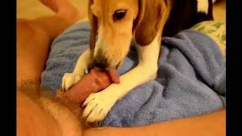 Meaty penis getting sucked by a horny doggo in HQ