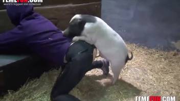 Swine cock thrusting into a narrow but dripping orifice