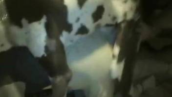 Dalmatian drilling a dirty pussy from behind