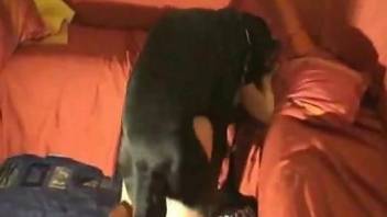 Chesty lady with dark hair fucking a kinky pooch