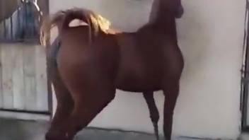 Brown horse showing its sexy body in the barn