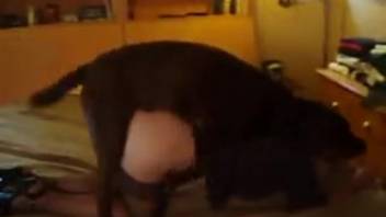 Lady in hosiery being banged by a dark canine