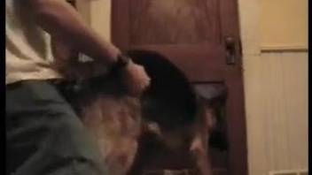 Horny dude decides he will ass fuck his German Sheppard