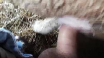 Dude fucks a sheep with his super-meaty penis