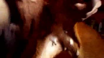Guy completely ravages that dog's vagina in a homemade sex video
