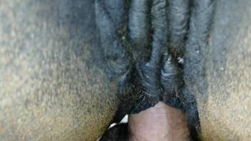 Sexy horse is the biggest star of this zoo porno
