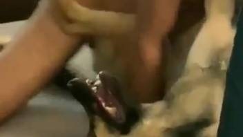 Canine withstands owner's massive cock up the butt during savage sessions