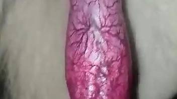 Huge red penis being showcased for the last time