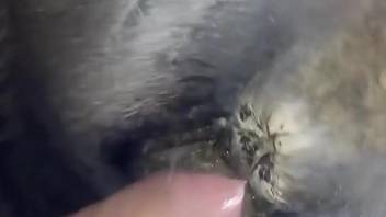 Hot guy invades the tight pussy of a hot animal