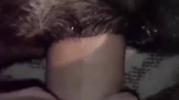 Massive cock ravaging a canine's narrow orifice in first-person view
