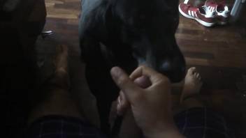 Dude fucking a dog and blowing a load all over its face