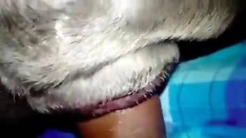 Guy using his gloriously stiff penis to fuck a dog