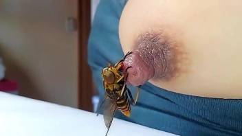 Horny bee stinging a very erect and sexy nipple