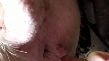Dude cannot stop fingering pig pussies on camera