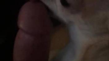 Horny dog licking ALL over that huge penis in POV