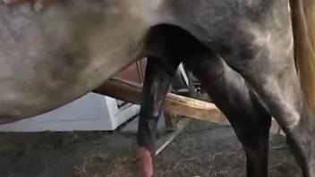 Thin amateur woman tries huge horse dick for sexual purposes