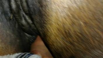 Steamy bestiality sex clip featuring a dude with a sexy uncircumcised cock