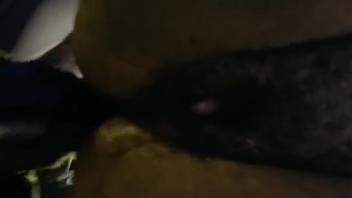 Intense close-up bestiality session to make you orgasm hardcore