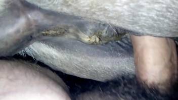 Dude buries his cock in a very welcoming mare pussy