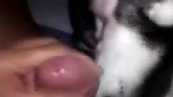 Uncut Latino cock being pleasured by a really hot dog