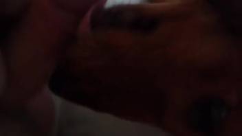 Guy with an intact dick cheerfully allows the pooch to lap at it