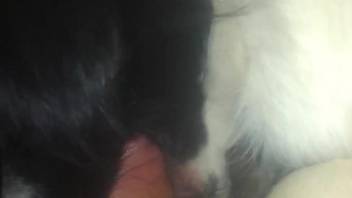 Horny man inserts dick in dog's furry pussy and mouth