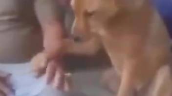 Horny male craves the dog's dick for a little porn fun