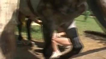 Hot pregnant bitch is kissing all over donkey cock