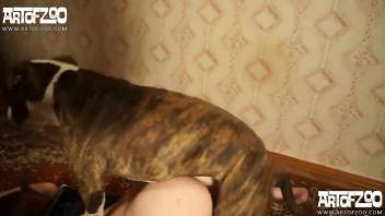 Amateur female cam fucked by the dog after giving special blowjob